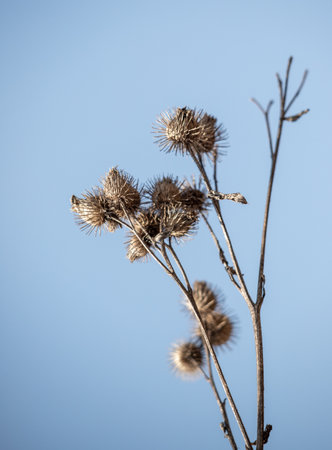 dry prickly burdock against the skyの写真素材
