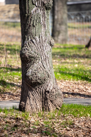 The bark of a tree trunk close-up as a backgroundの写真素材