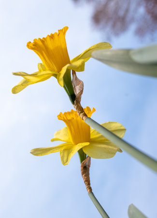 Narcissus, yellow flower against the blue sky.の写真素材