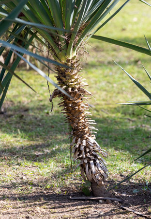 Palm trees, green leaves, natural landscape.の写真素材