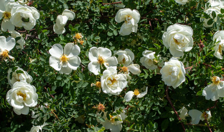 White rosehip flowers in nature.の写真素材