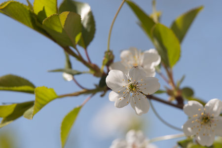 white flowers fruit trees closeup spring nature