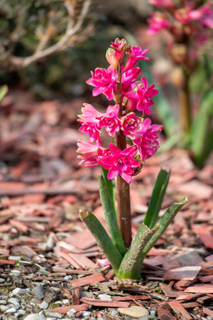 There are many bright spring flowers growing in the park.