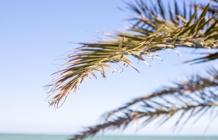 Green palm leaves against the blue sky, tropical paradise background.の写真素材