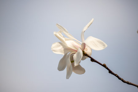 White magnolia flowers bloom, spring.の写真素材