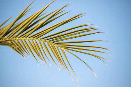 Green palm leaves against the blue sky, tropical paradise background.の写真素材