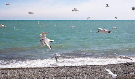 Seagulls against the blue sky over the sea.の写真素材