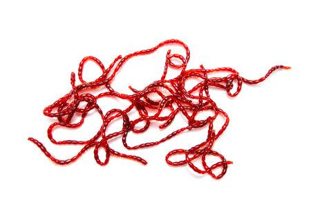 Red bloodworm on a white background.の写真素材
