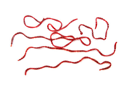 Red bloodworm on a white background.の写真素材