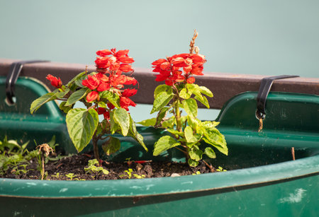 green plant in nature close upの写真素材