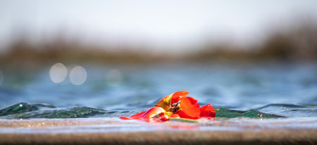 Bright spring flowers in green grass, spring nature.の写真素材