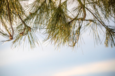 coniferous green trees against the skyの写真素材