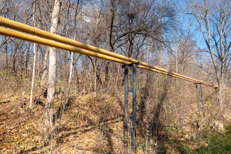 nature of urban forest parkの写真素材