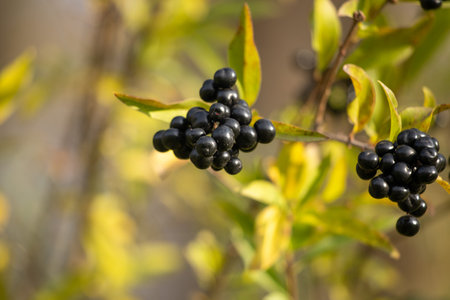 Elderberry black round berries on the tree, autumnの写真素材