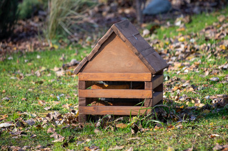 nature of urban forest parkの写真素材