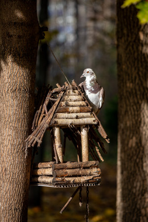 nature of urban forest parkの写真素材