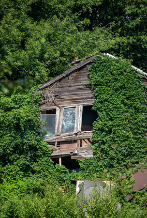 nature of urban forest parkの写真素材