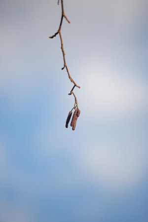 nature of urban forest parkの写真素材