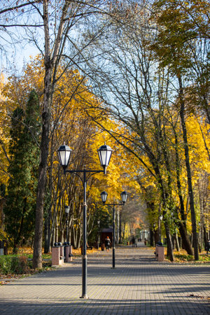 Golden autumn in the city park, landscape.の写真素材