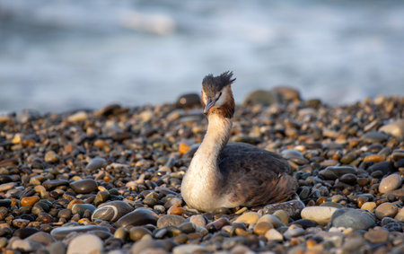Great crested grebes near sea stones close-upの写真素材