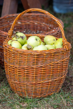 ripe green apples in a wicker basketの写真素材