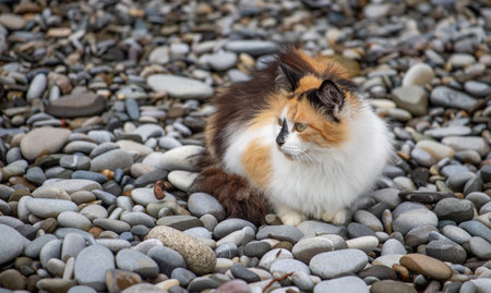 homeless cats on the streetの写真素材