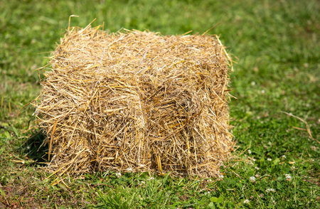 bale of dry hay on green grass