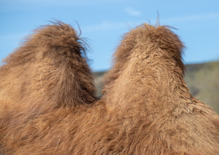 Bactrian camel in nature on a sunny day.の写真素材