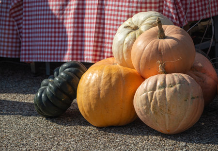a large ripe pumpkin lies on the green grass close-upの写真素材