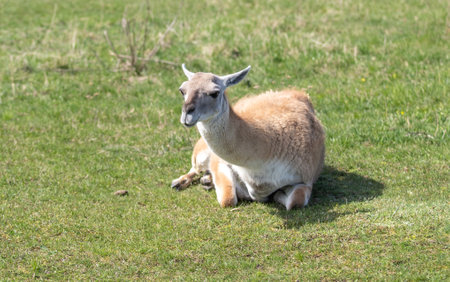 Lama on a green meadow on a sunny day.の写真素材