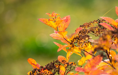 Yellow autumn leaves, autumn landscape.の写真素材