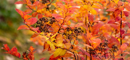 Yellow autumn leaves, autumn landscape.の写真素材