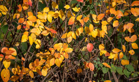 Yellow autumn leaves, autumn landscape.