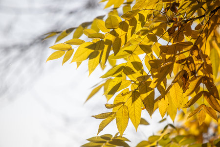 Yellow autumn leaves, autumn landscape.の写真素材