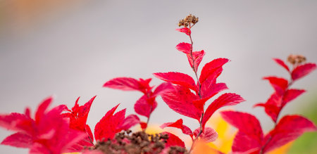 Yellow autumn leaves, autumn landscape.
