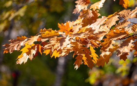 Yellow autumn leaves, autumn landscape.の写真素材