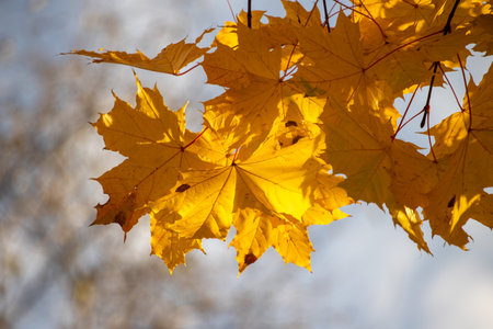 Yellow autumn leaves, autumn landscape.