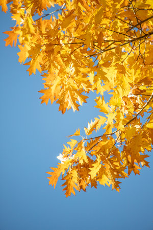 Yellow autumn leaves, autumn landscape.