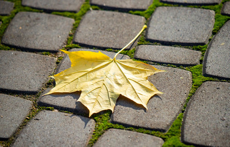 Yellow autumn leaves, autumn landscape.の写真素材
