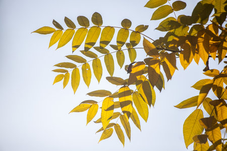 Yellow autumn leaves, autumn landscape.