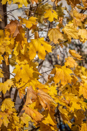 Yellow autumn leaves, autumn landscape.