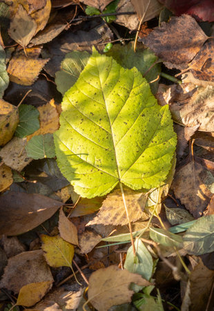 Yellow autumn leaves, autumn landscape.の写真素材