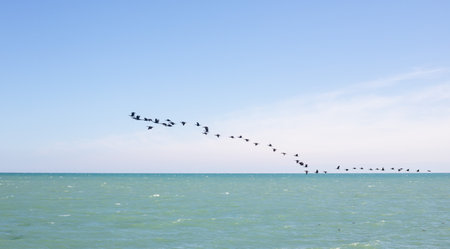 A flock of migratory birds in the sky above the sea.の写真素材