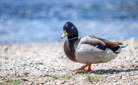 Ducks swim in the river, nature in the pond.の写真素材