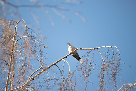 dove sits on a tree branch against the skyの写真素材