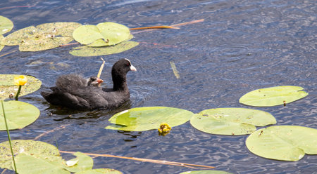 Coot with ducklings on the water.の写真素材