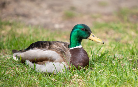 Wild duck swims in the pond, spring nature.の写真素材