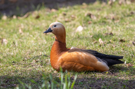 Ogar, red duck, in the city park.の写真素材
