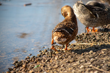 Wild ducks swim in the river, spring nature.の写真素材