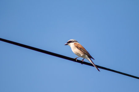 Flycatcher bird in nature in summer.の写真素材